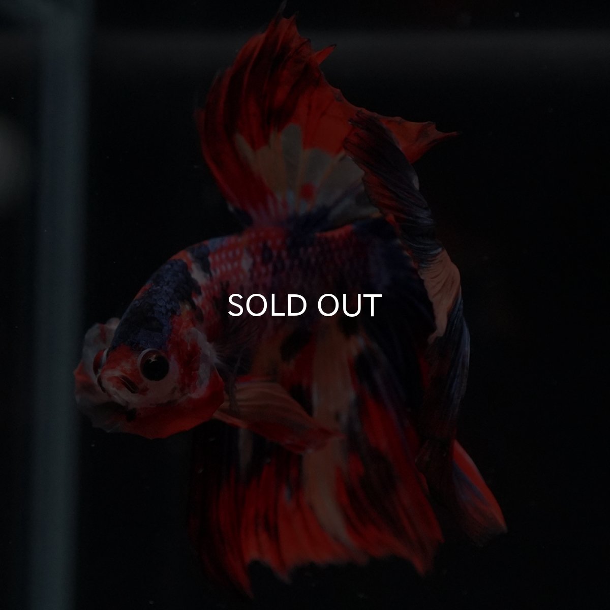 画像4: HM　キャンディ (4)