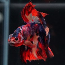 画像4: HM　キャンディ (4)