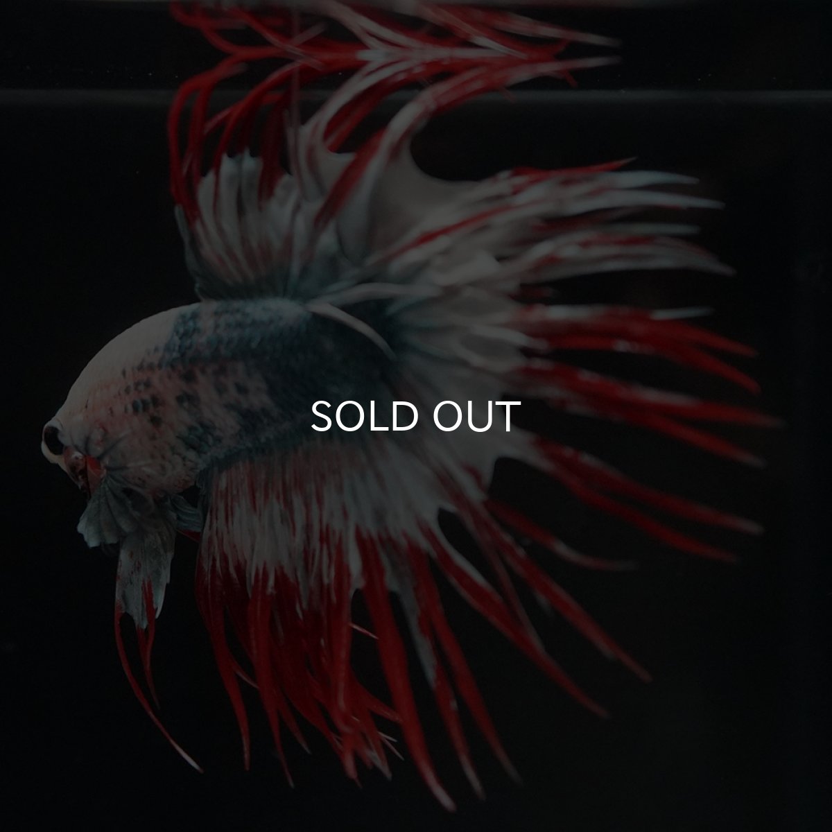 画像4: CT　レッドカッパー　代わり柄 (4)