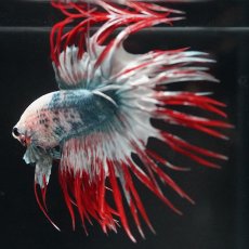 画像4: CT　レッドカッパー　代わり柄 (4)