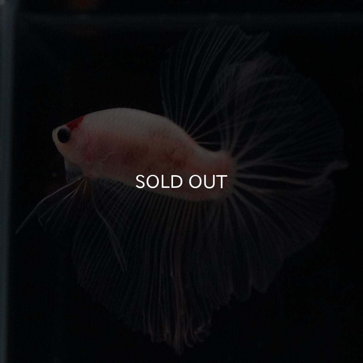 画像2: HM　丹頂 (2)