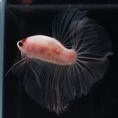 画像2: HM　丹頂 (2)