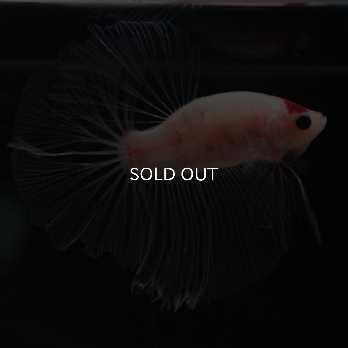 画像4: HM　丹頂 (4)