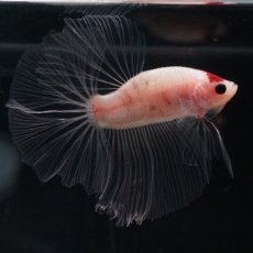 画像4: HM　丹頂 (4)