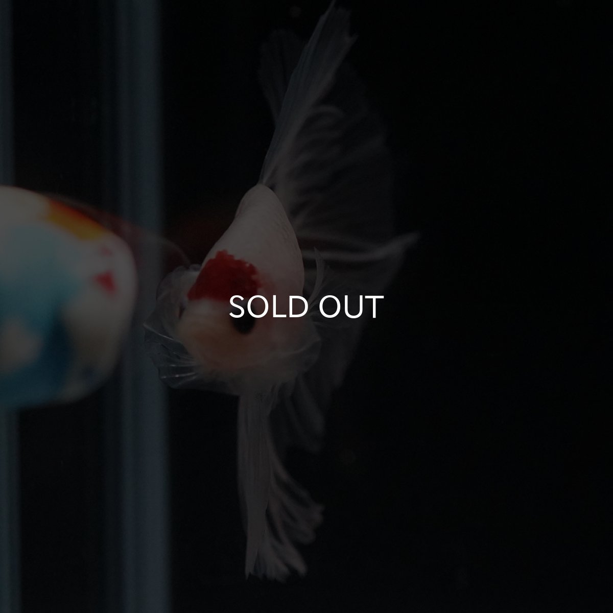 画像5: HM　丹頂 (5)