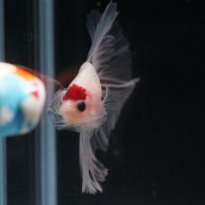 画像5: HM　丹頂 (5)