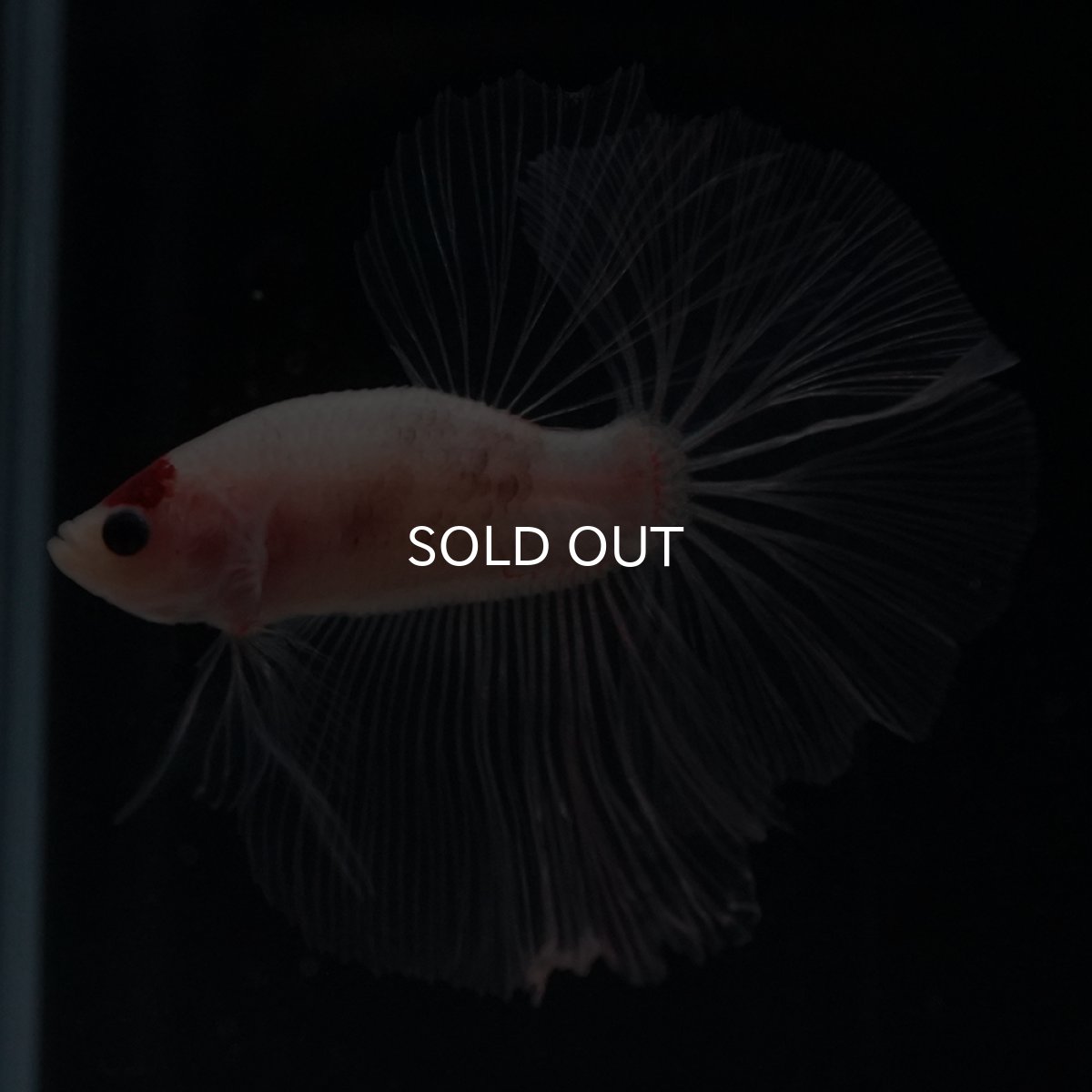 画像1: HM　丹頂 (1)