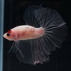 画像1: HM　丹頂 (1)