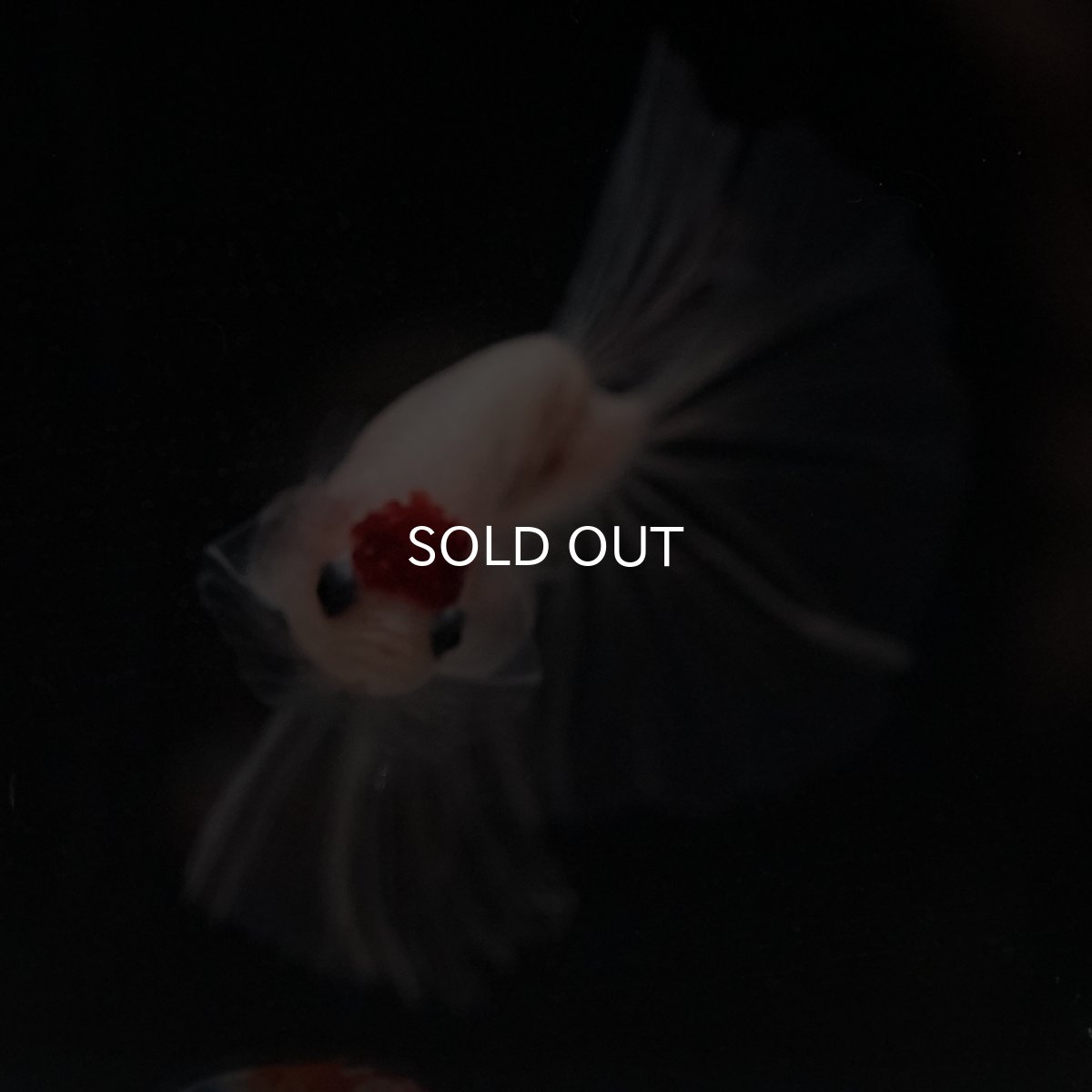 画像6: HM　丹頂 (6)