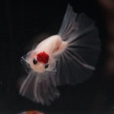 画像6: HM　丹頂 (6)