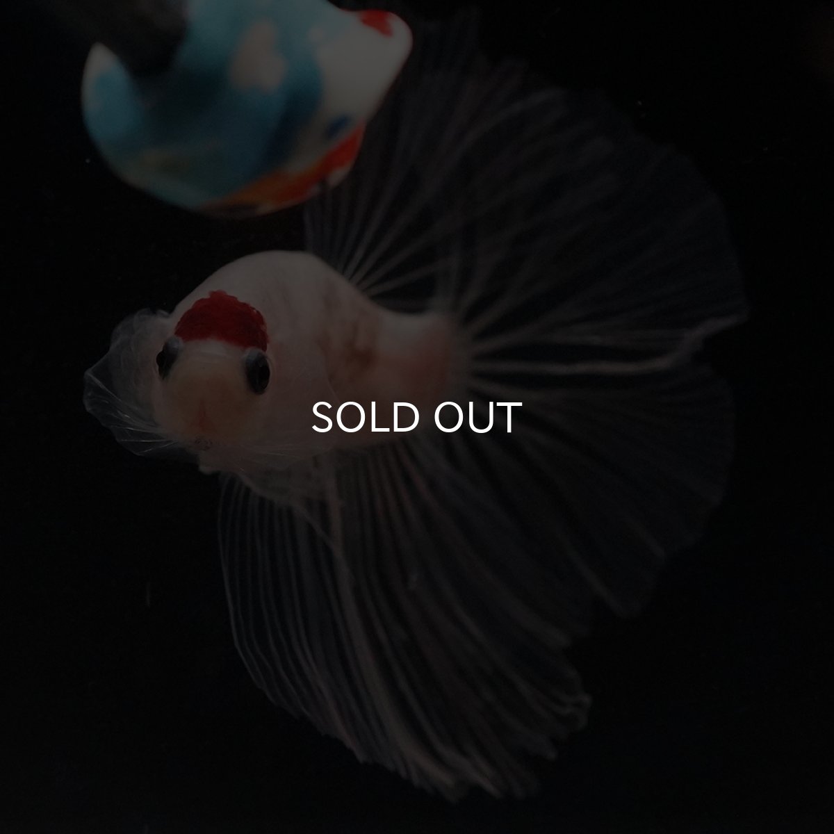 画像3: HM　丹頂 (3)