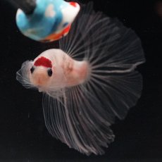 画像3: HM　丹頂 (3)