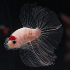 画像7: HM　丹頂 (7)