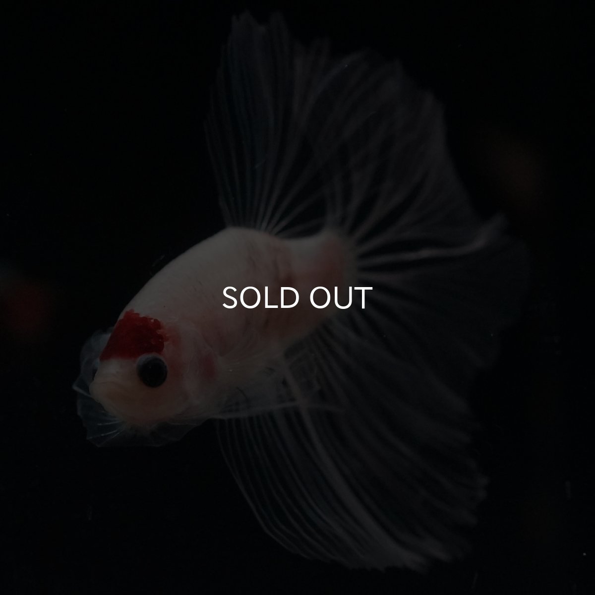 画像8: HM　丹頂 (8)