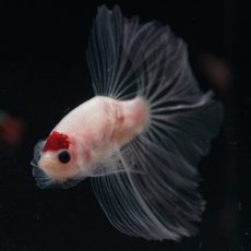 画像8: HM　丹頂 (8)