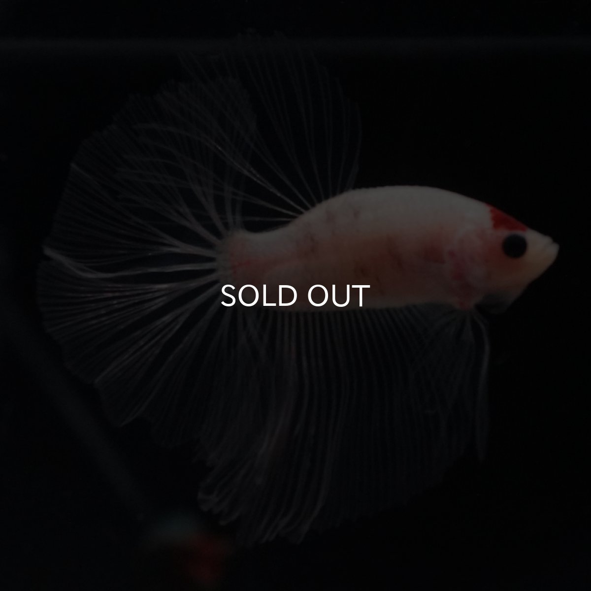 画像9: HM　丹頂 (9)