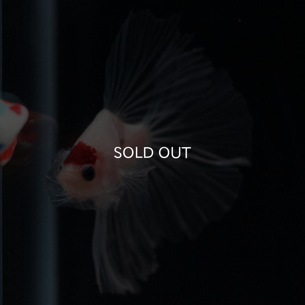 画像10: HM　丹頂 (10)