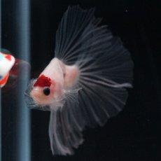 画像10: HM　丹頂 (10)