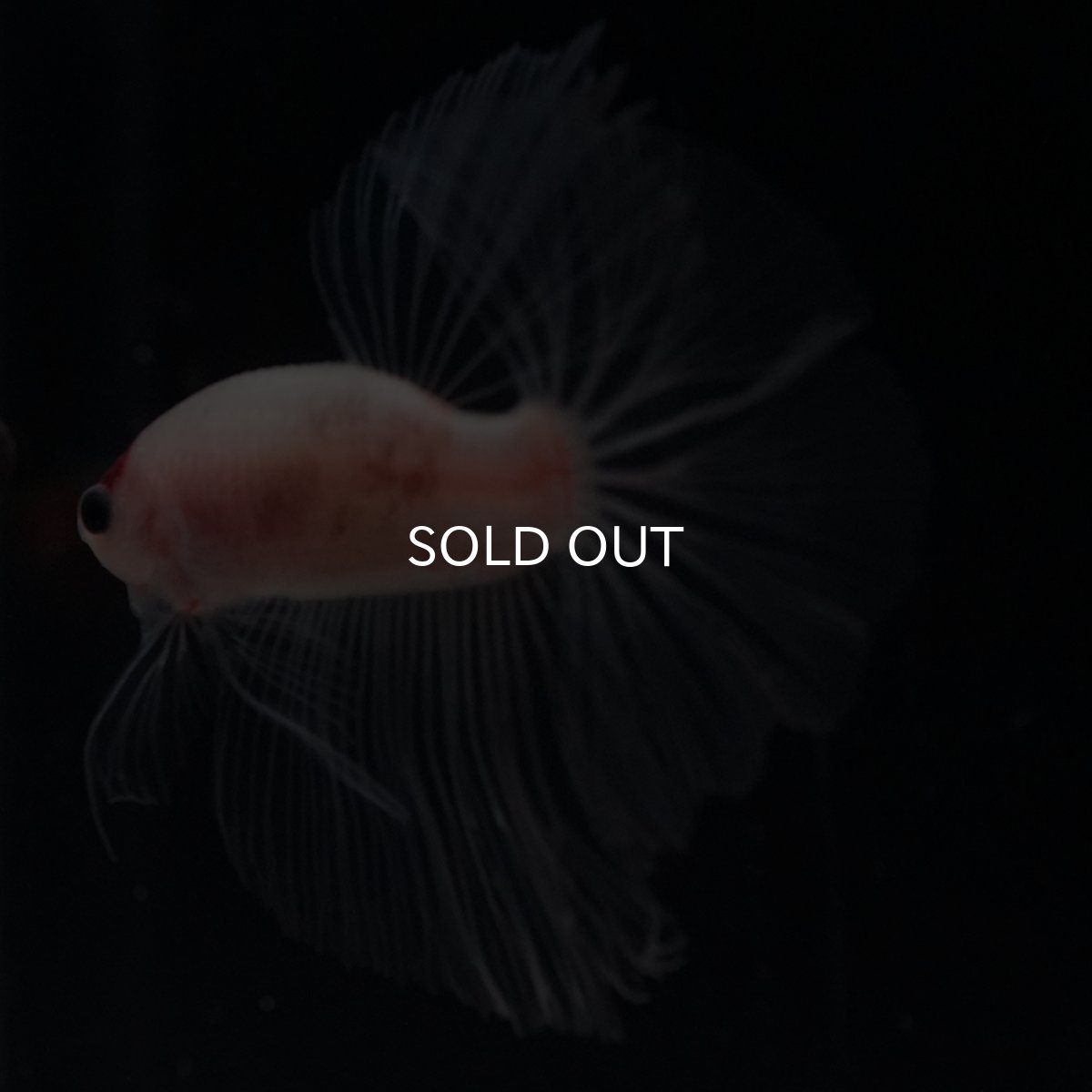 画像11: HM　丹頂 (11)