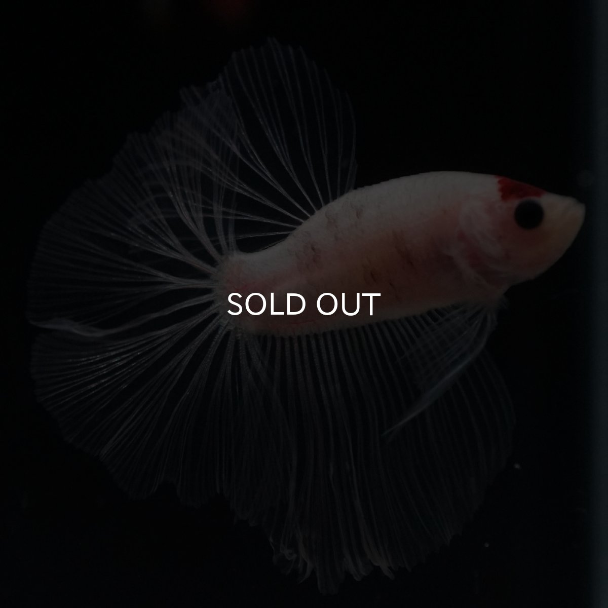 画像12: HM　丹頂 (12)