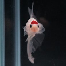 画像13: HM　丹頂 (13)