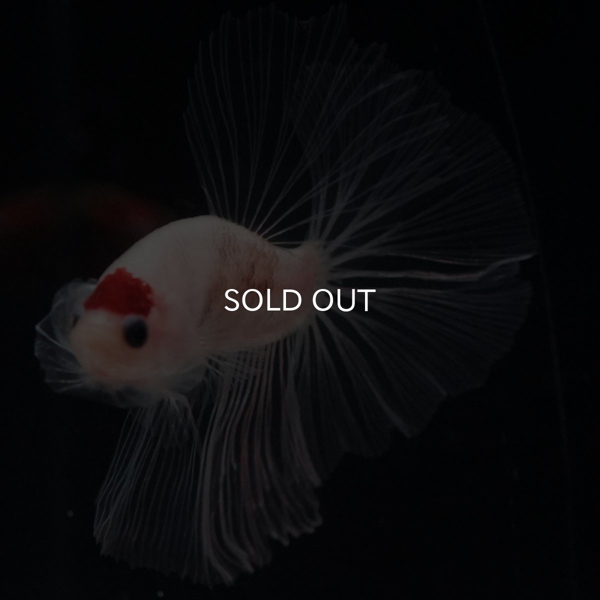 画像14: HM　丹頂 (14)