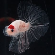 画像14: HM　丹頂 (14)