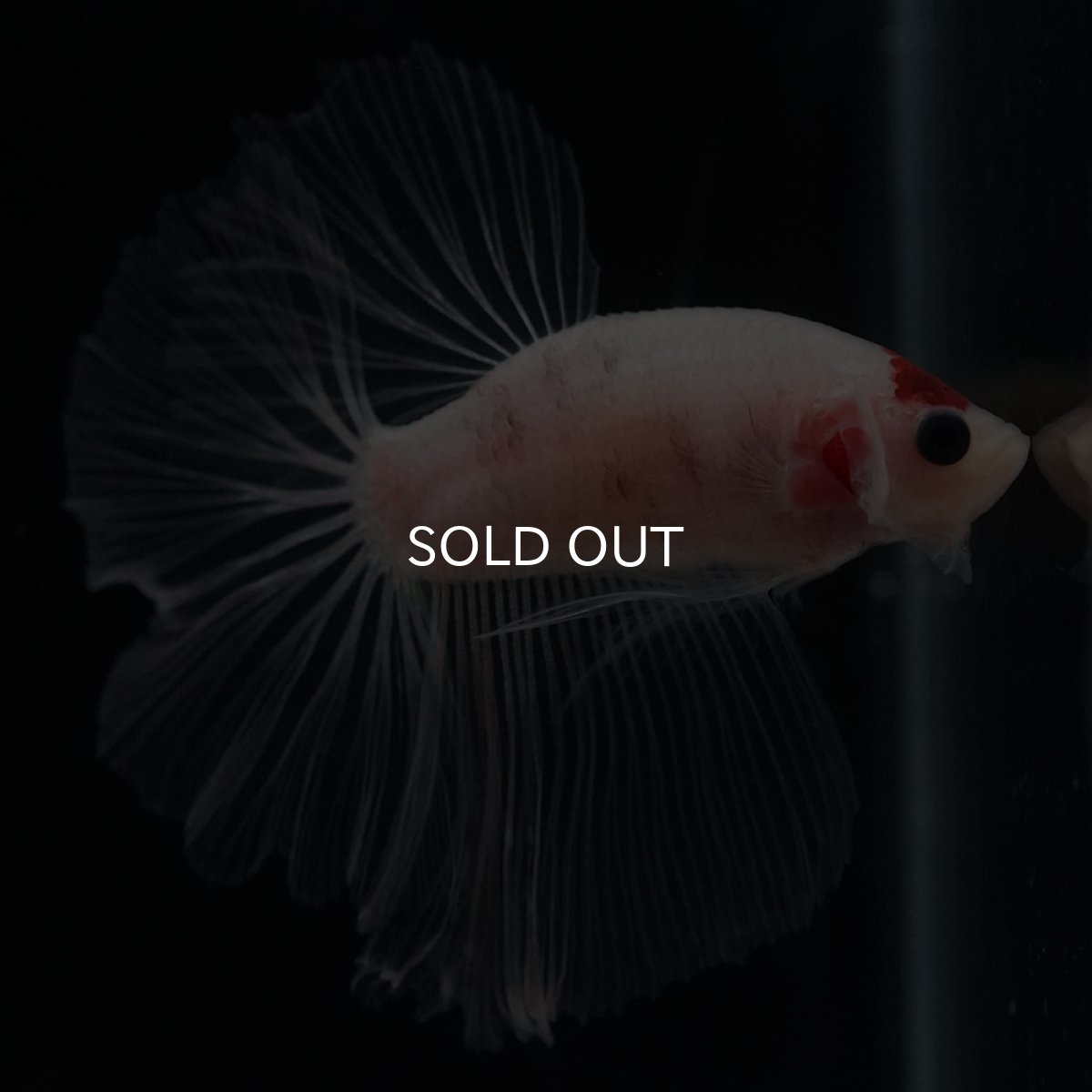 画像15: HM　丹頂 (15)