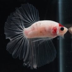 画像15: HM　丹頂 (15)