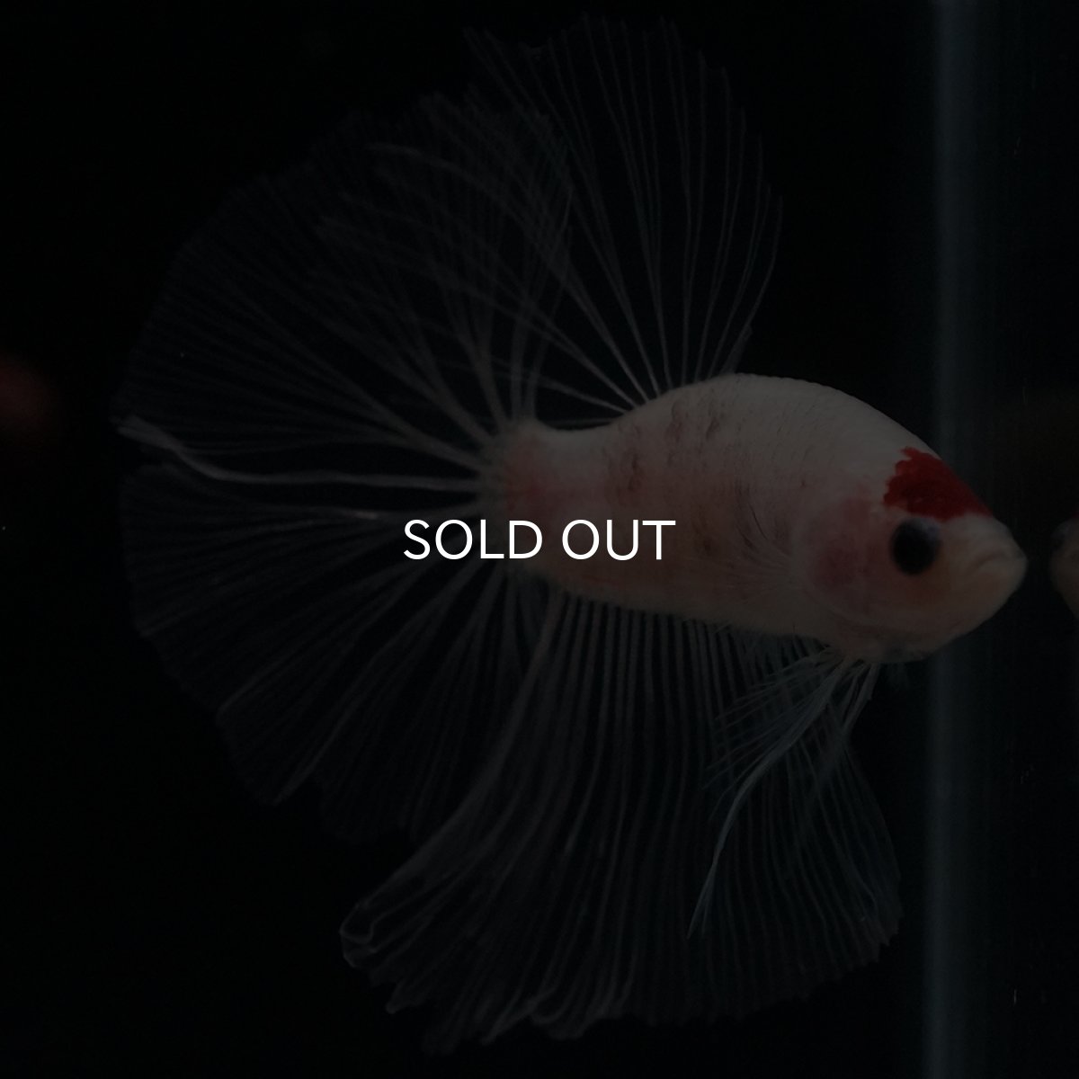 画像16: HM　丹頂 (16)