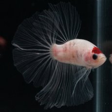 画像16: HM　丹頂 (16)