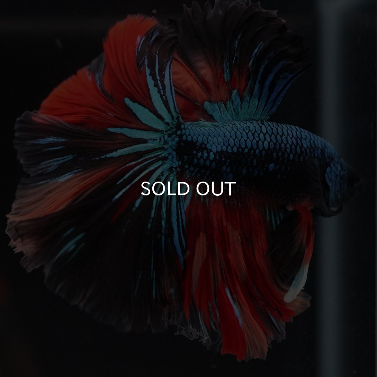 画像2: HM　ブラックキャンディ (2)