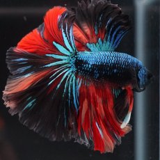 画像2: HM　ブラックキャンディ (2)