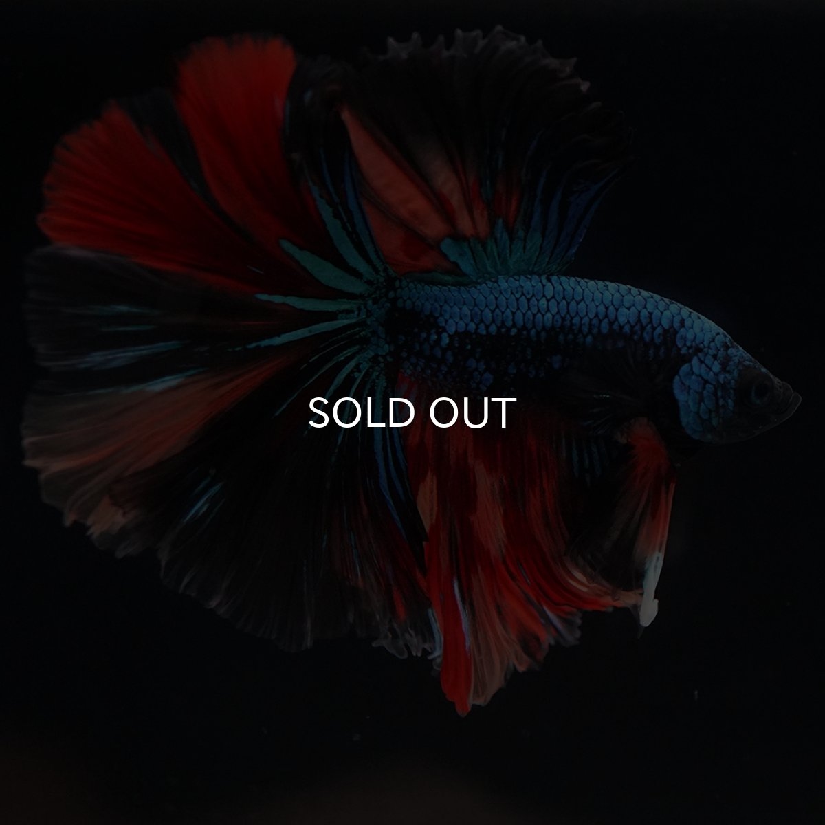 画像3: HM　ブラックキャンディ (3)