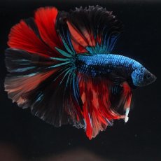 画像3: HM　ブラックキャンディ (3)