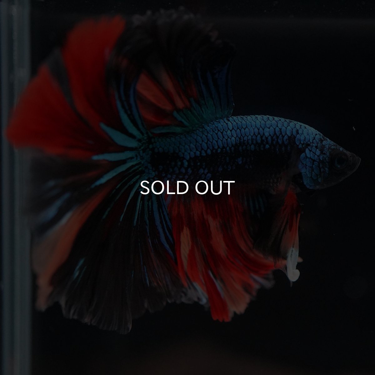 画像4: HM　ブラックキャンディ (4)