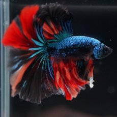 画像4: HM　ブラックキャンディ (4)