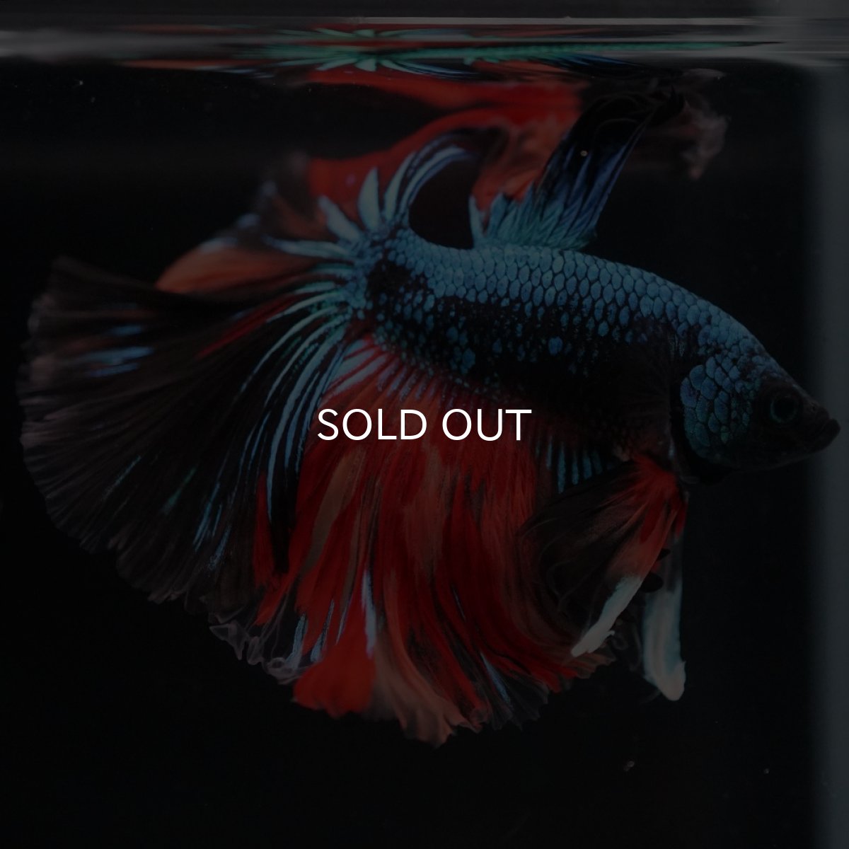 画像5: HM　ブラックキャンディ (5)