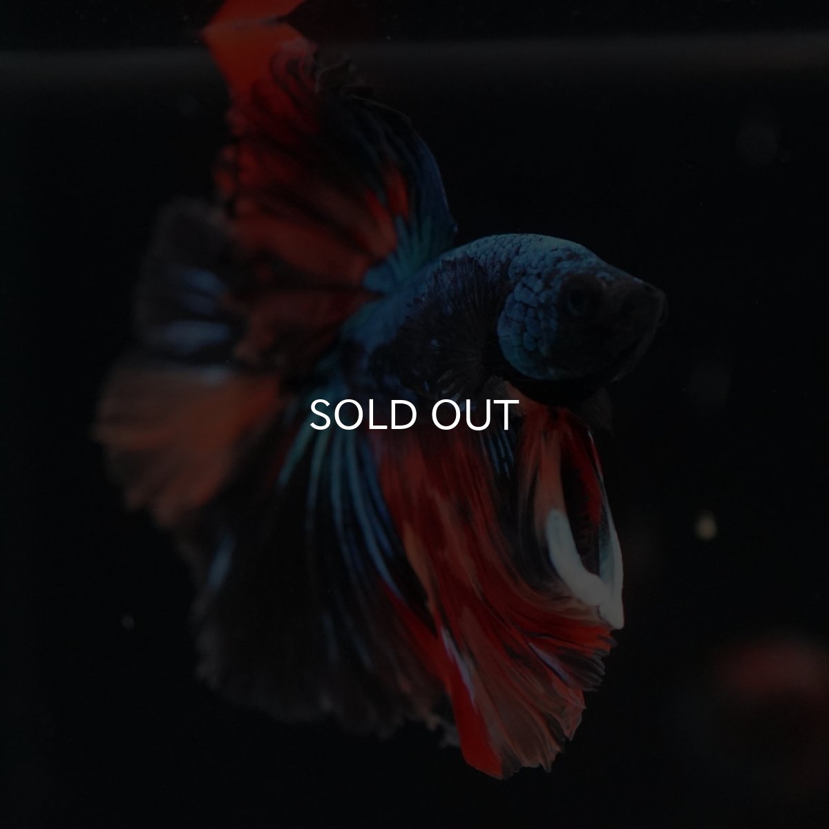 画像6: HM　ブラックキャンディ (6)