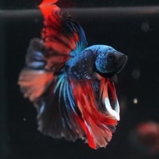 画像6: HM　ブラックキャンディ (6)