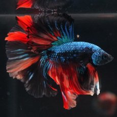 画像7: HM　ブラックキャンディ (7)