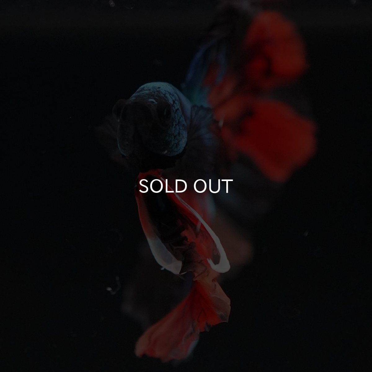 画像8: HM　ブラックキャンディ (8)