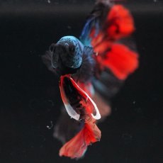 画像8: HM　ブラックキャンディ (8)