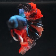 画像9: HM　ブラックキャンディ (9)