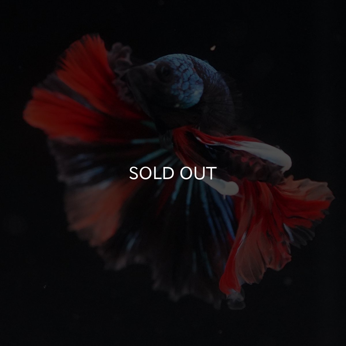 画像10: HM　ブラックキャンディ (10)