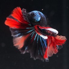 画像10: HM　ブラックキャンディ (10)