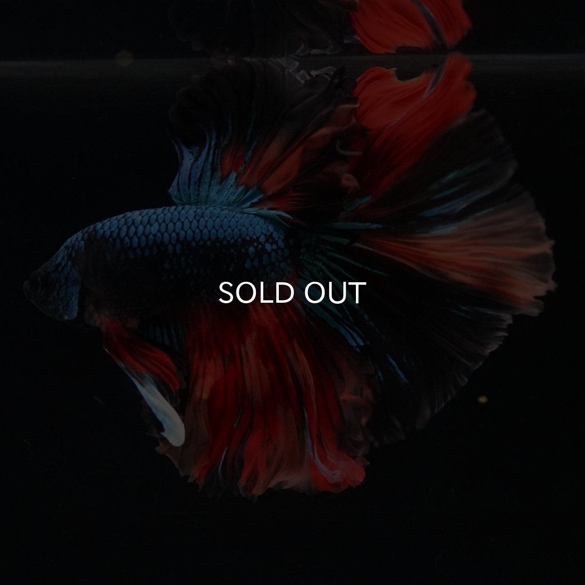 画像11: HM　ブラックキャンディ (11)