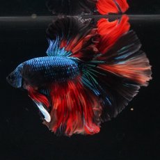 画像11: HM　ブラックキャンディ (11)