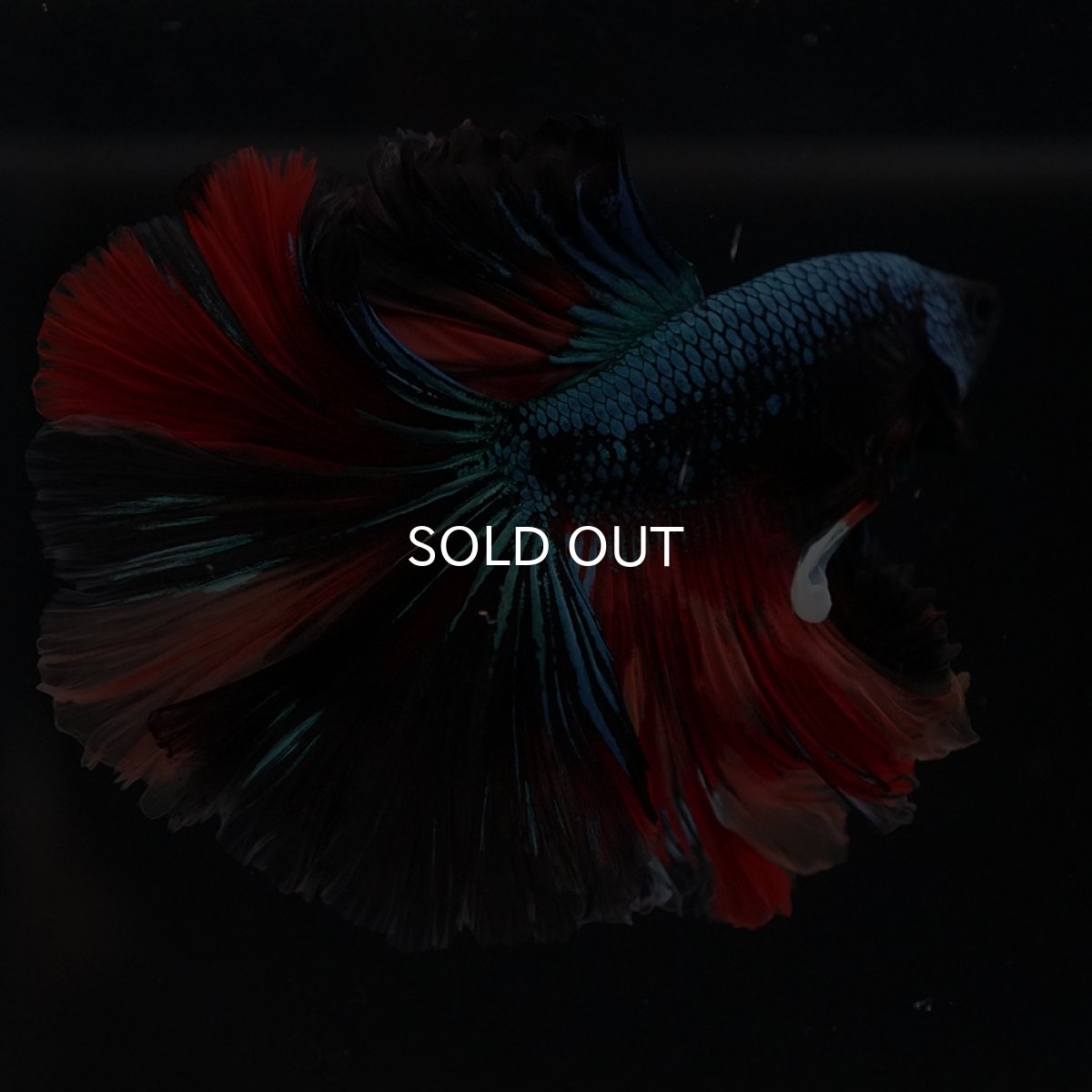 画像12: HM　ブラックキャンディ (12)