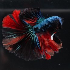 画像12: HM　ブラックキャンディ (12)